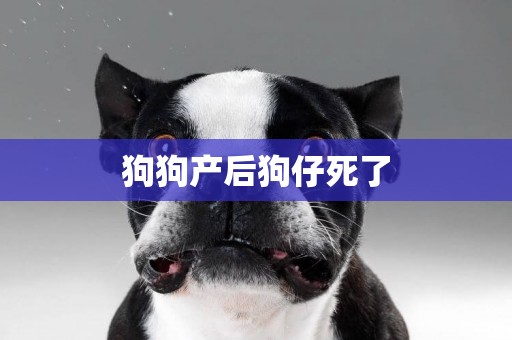 狗狗產后狗仔死了