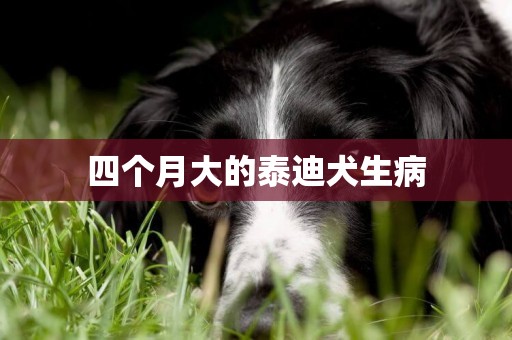 四個月大的泰迪犬生病