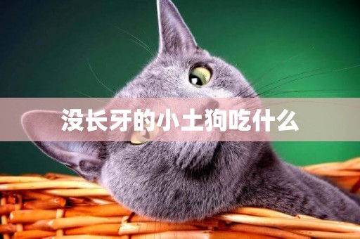 沒長牙的小土狗吃什么