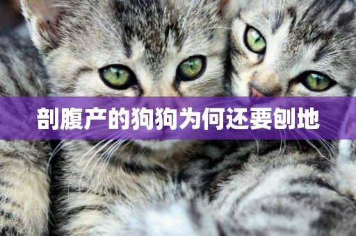 剖腹產的狗狗為何還要刨地