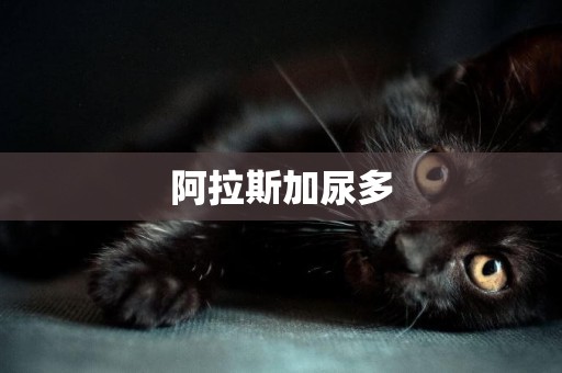 阿拉斯加尿多