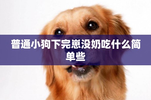 普通小狗下完崽沒奶吃什么簡單些
