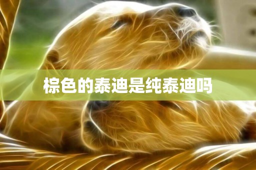 棕色的泰迪是純泰迪嗎