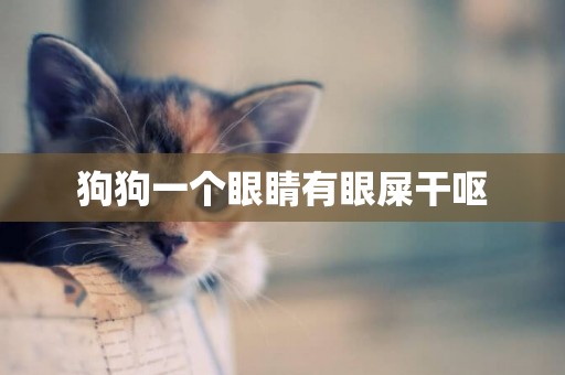 狗狗一個眼睛有眼屎干嘔