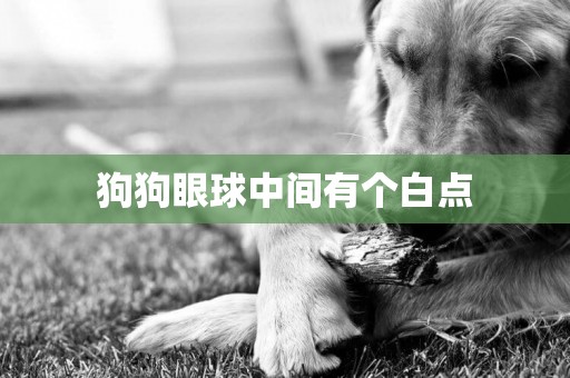 狗狗眼球中間有個白點