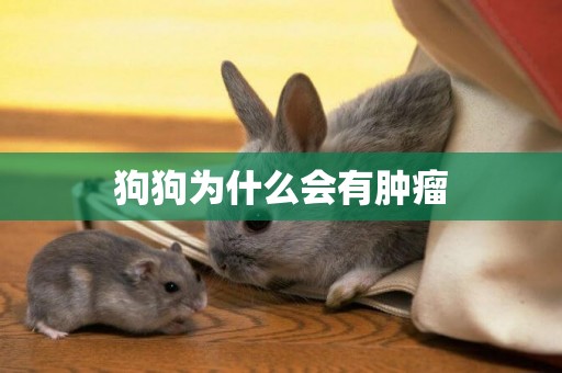 狗狗為什么會有腫瘤
