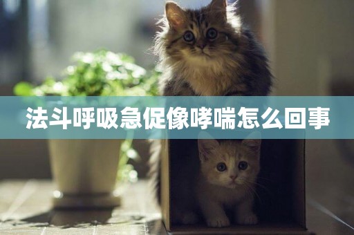 法斗呼吸急促像哮喘怎么回事