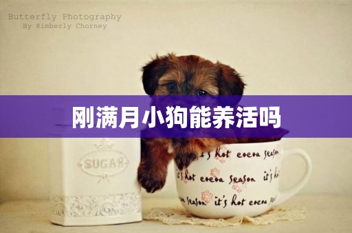 剛滿月小狗能養活嗎