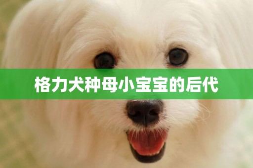 格力犬種母小寶寶的后代