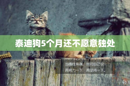 泰迪狗5個月還不愿意獨處