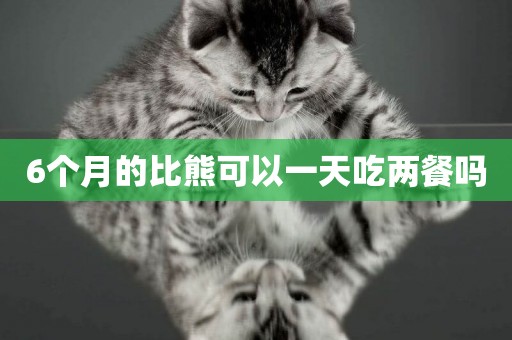 6個月的比熊可以一天吃兩餐嗎