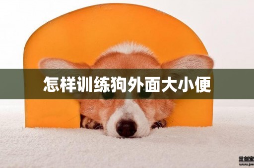 怎樣訓練狗外面大小便