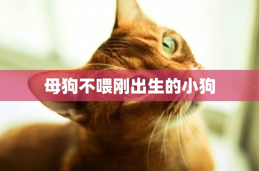 母狗不喂剛出生的小狗