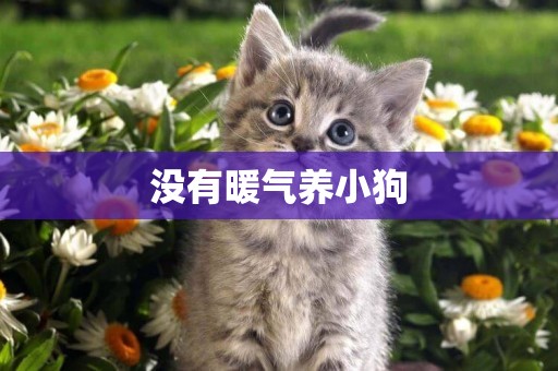 沒有暖氣養小狗