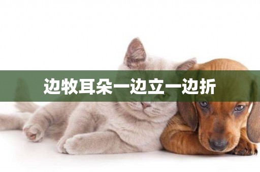 邊牧耳朵一邊立一邊折