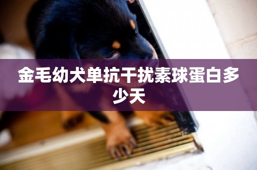 金毛幼犬單抗干擾素球蛋白多少天