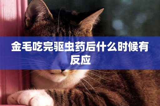 金毛吃完驅蟲藥后什么時候有反應