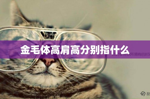 金毛體高肩高分別指什么