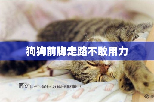 狗狗前腳走路不敢用力