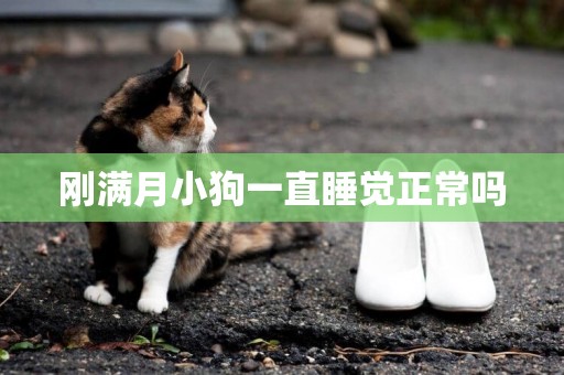 剛滿月小狗一直睡覺正常嗎
