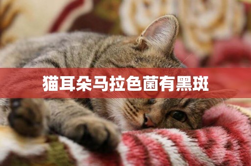 貓耳朵馬拉色菌有黑斑