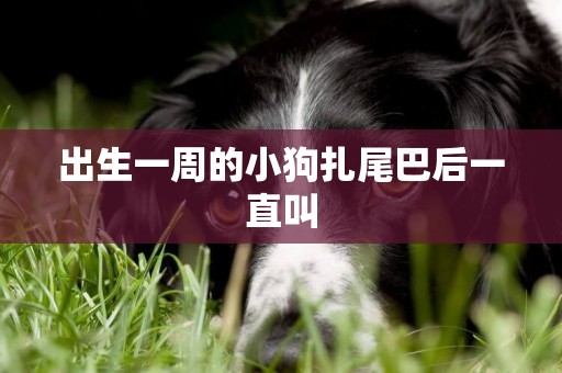 出生一周的小狗扎尾巴后一直叫