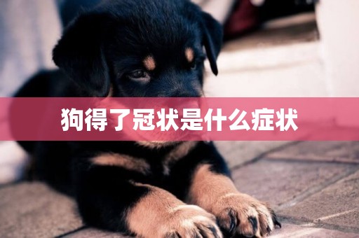 狗得了冠狀是什么癥狀