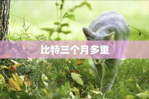 比特三個月多重