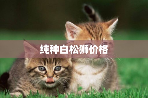 純種白松獅價格