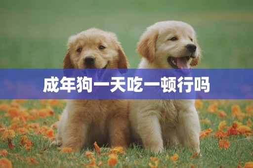 成年狗一天吃一頓行嗎