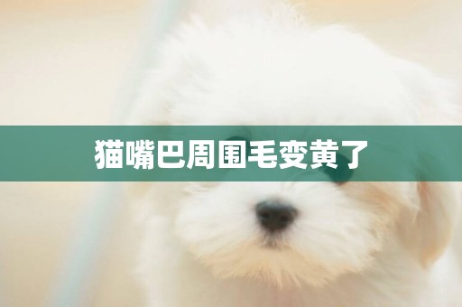 貓嘴巴周圍毛變黃了