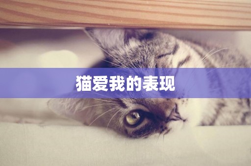 貓愛我的表現