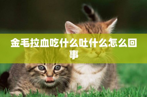 金毛拉血吃什么吐什么怎么回事