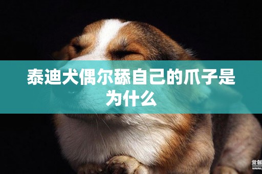 泰迪犬偶爾舔自己的爪子是為什么