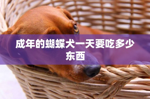 成年的蝴蝶犬一天要吃多少東西