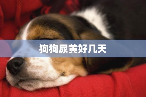 狗狗尿黃好幾天