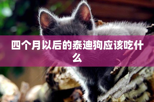 四個月以后的泰迪狗應該吃什么