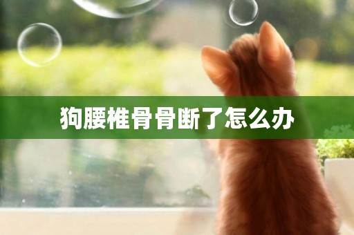 狗腰椎骨骨斷了怎么辦