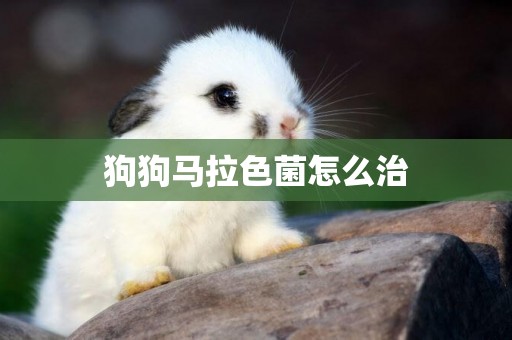 狗狗馬拉色菌怎么治