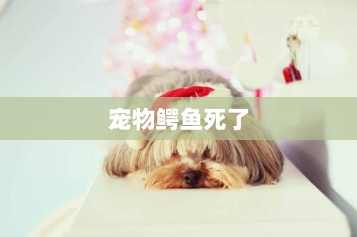 寵物鱷魚死了