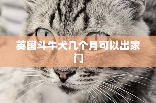 英國斗牛犬幾個月可以出家門
