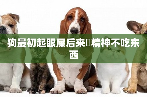 狗最初起眼屎后來沒精神不吃東西