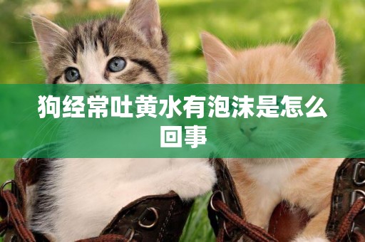 狗經常吐黃水有泡沫是怎么回事