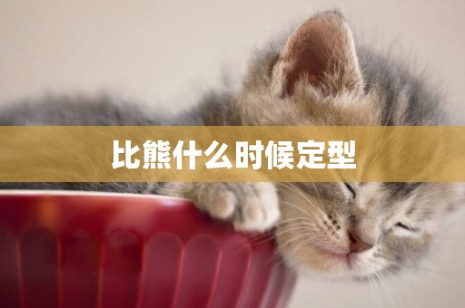 比熊什么時候定型