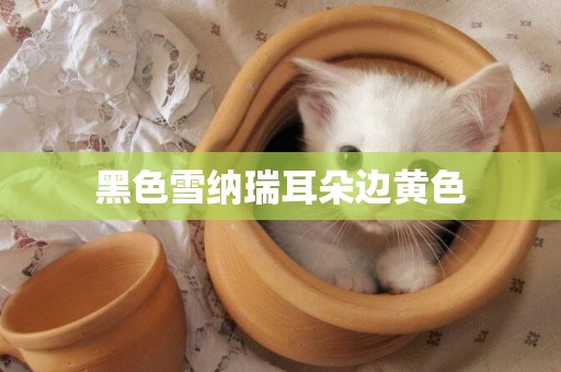 黑色雪納瑞耳朵邊黃色