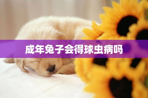 成年兔子會得球蟲病嗎