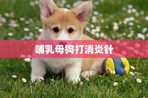 哺乳母狗打消炎針