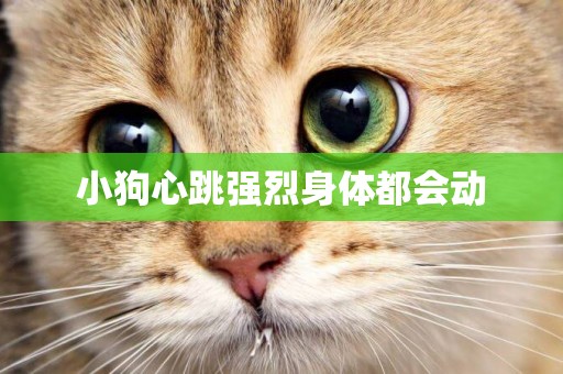 小狗心跳強烈身體都會動