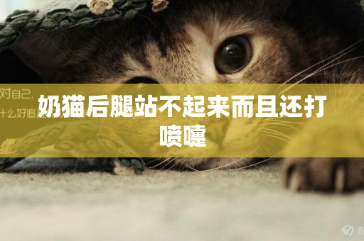 奶貓后腿站不起來而且還打噴嚏