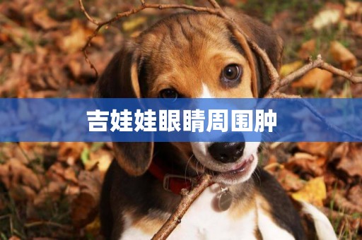 吉娃娃眼睛周圍腫